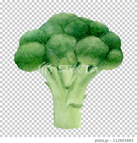 Fresh broccoli isolated on transparent background. Hand drawn watercolor botanical illustration. Art for design. 112603665