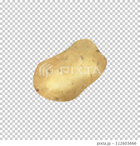 Fresh potato isolated on transparent background, watercolor illustration, hand drawn, art of design and creativity. 112603666
