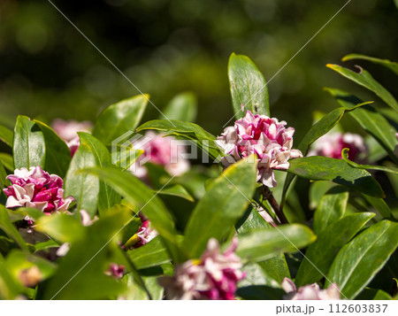 早春に咲く香りのよい花　ジンチョウゲ（沈丁花） 112603837