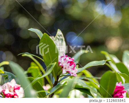 早春に咲く香りのよい花　ジンチョウゲ（沈丁花） 112603841
