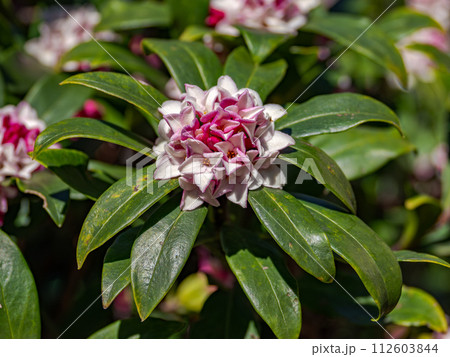 早春に咲く香りのよい花　ジンチョウゲ（沈丁花） 112603844