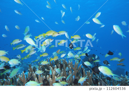 青い海と魚たち スズメダイ 沖縄の海 青い海と魚たち スズメダイ 沖縄の海 112604536