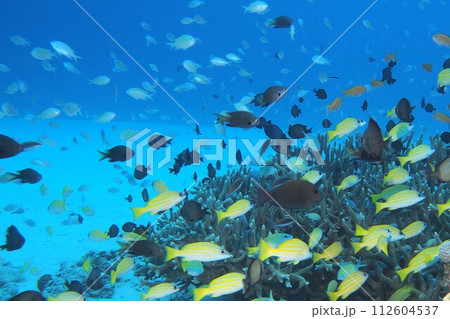 青い海と魚たち ヨスジフエダイ 沖縄の海 青い海と魚たち ヨスジフエダイ 沖縄の海 112604537