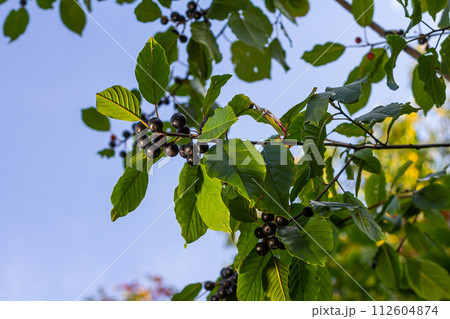 Leaves and fruits of the medicinal shrub Frangula alnus, Rhamnus frangula with poisonous black and red berries closeup 112604874