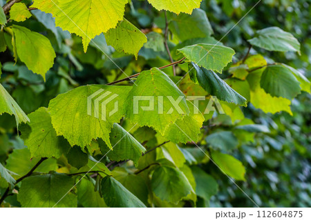 Fresh green Hazel leaves close up on branch of tree in spring with translucent structures against blurred background. Natural background 112604875