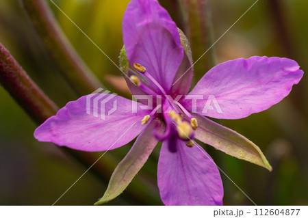 Closeup of fireweed Epilobium blossoms, lilac - colored flowers of kopor tea, a medicinal plant 112604877