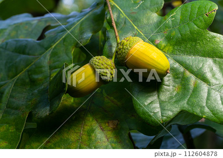 Oak branch with green leaves and acorns on a sunny day. Oak tree in summer. Blurred leaf background. 112604878