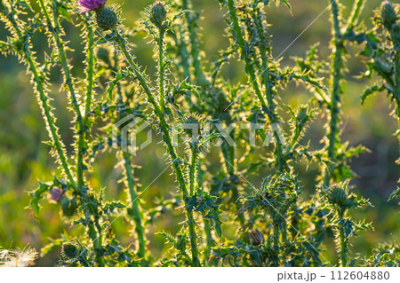 Cirsium vulgare, Spear thistle, Bull thistle, Common thistle, short lived thistle plant with spine tipped winged stems and leaves, pink purple flower heads, surrounded by spiny br 112604880