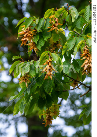 Branch of a hornbeam Carpinus betulus with drooping inflorescence and leaves in autumn, selected focus, narrow depth of field, copy space in the blurry background 112604881