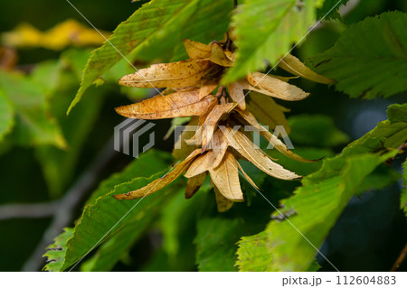 Branch of a hornbeam Carpinus betulus with drooping inflorescence and leaves in autumn, selected focus, narrow depth of field, copy space in the blurry background 112604883
