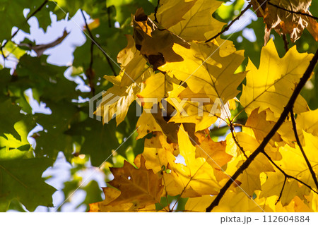 yellowed maple leaves on a blue sky background in autumn on a sunny day 112604884