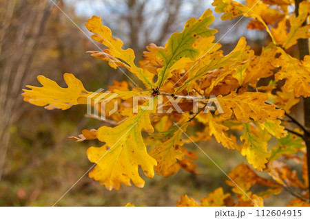 Oak branch with orange leaves in the forest in autumn. Nature background 112604915