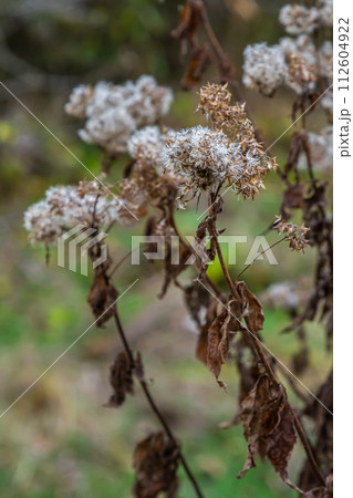 Fluffy white seeds of hemp-agrimony, selective focus - Eupatorium cannabinum Fluffy white seeds of hemp-agrimony, selective focus - Eupatorium cannabinum 112604922
