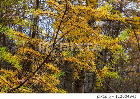 Yellow larch branch with a pine cone in autumn in a wet forest Yellow larch branch with a pine cone in autumn in a wet forest 112604943