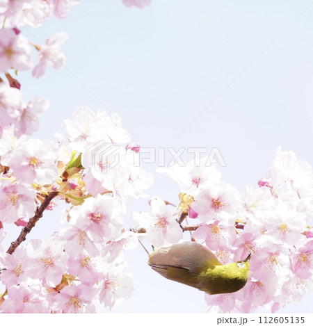 桜の蜜を吸うメジロ 桜の蜜を吸うメジロ 112605135