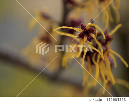 2月に咲き始めた万作･満作（マンサク）の花 112605328