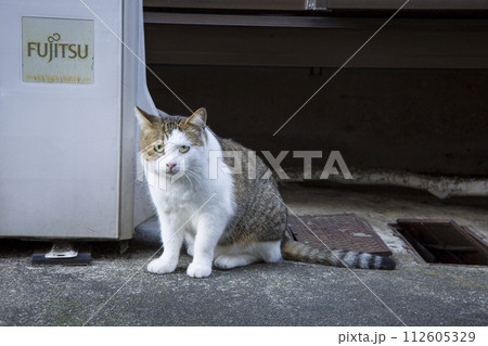 野良猫 112605329