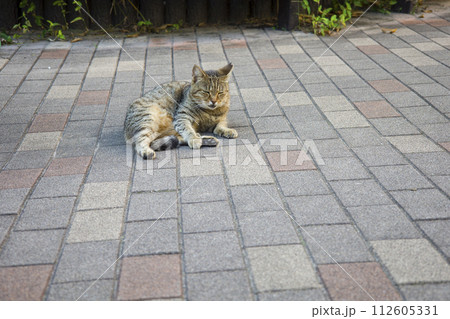 野良猫 112605331