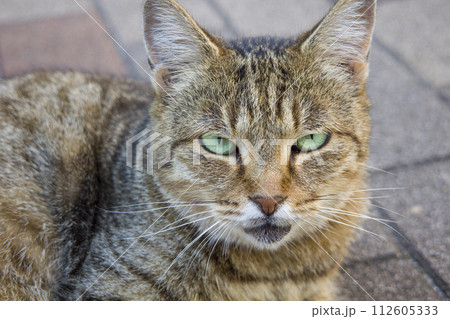 野良猫 112605333