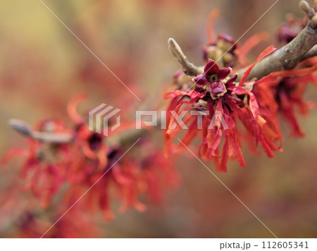 2月に咲き始めた万作･満作（マンサク）の花 112605341