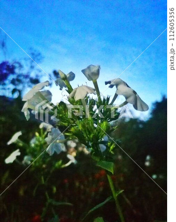 petunia 112605356