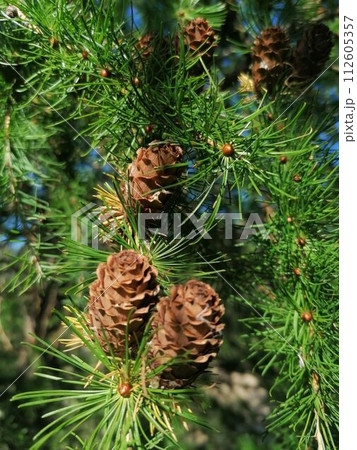 larch cone 112605357