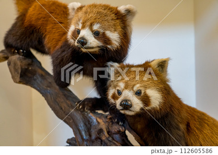 二匹のアライグマの剥製の写真素材 [112605586] - PIXTA