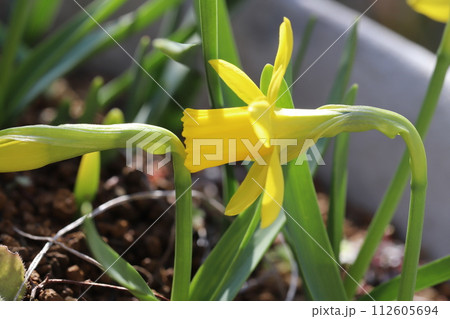 早春の庭に咲く黄色いミニ水仙（テターテート）の花 112605694