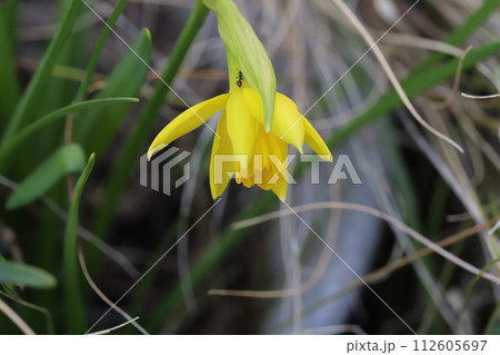 早春の庭に咲く黄色いミニ水仙(テターテート)の花 早春の庭に咲く黄色いミニ水仙(テターテート)の花 112605697