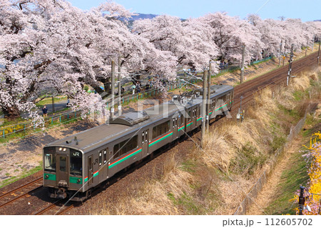 東北本線:一目千本桜を行くJR郡山工場入場車両(701系100番台2両) 東北本線:一目千本桜を行くJR郡山工場入場車両(701系100番台2両) 112605702