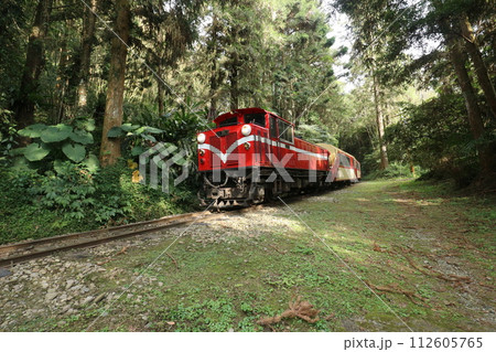 阿里山森林鉄道　森の中を走る 112605765