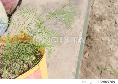 Cypress Vine flower plant on farm Cypress Vine flower plant on farm 112605769