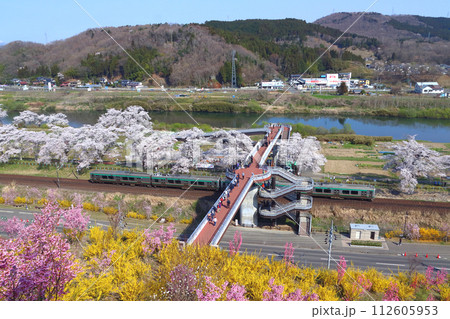 春の白石川堤一目千本桜:しばた千桜橋(宮城県柴田郡柴田町) 春の白石川堤一目千本桜:しばた千桜橋(宮城県柴田郡柴田町) 112605953