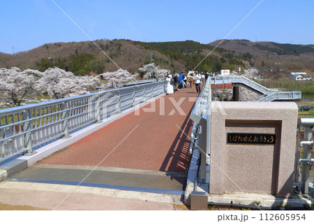 春の白石川堤一目千本桜:しばた千桜橋(宮城県柴田郡柴田町) 春の白石川堤一目千本桜:しばた千桜橋(宮城県柴田郡柴田町) 112605954