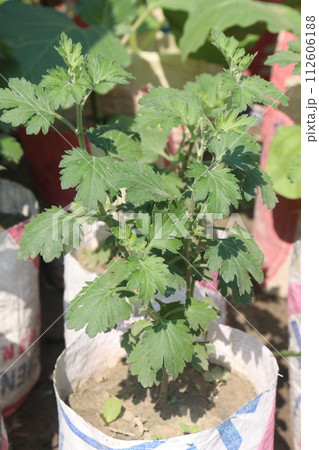 chrysanthemum zembla flower plant on farm chrysanthemum zembla flower plant on farm 112606188