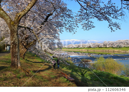 春爛漫の白石川堤一目千本桜：韮神堰（宮城県柴田郡柴田町） 112606346