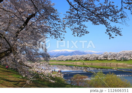 春爛漫の白石川堤一目千本桜:韮神堰(宮城県柴田郡柴田町) 春爛漫の白石川堤一目千本桜:韮神堰(宮城県柴田郡柴田町) 112606351