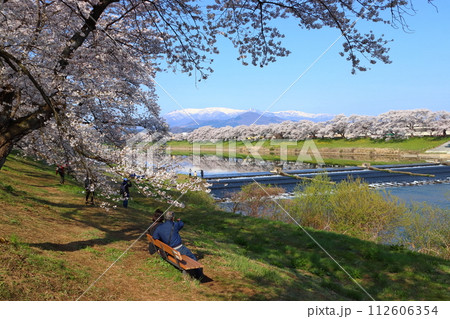 春爛漫の白石川堤一目千本桜：韮神堰（宮城県柴田郡柴田町） 112606354