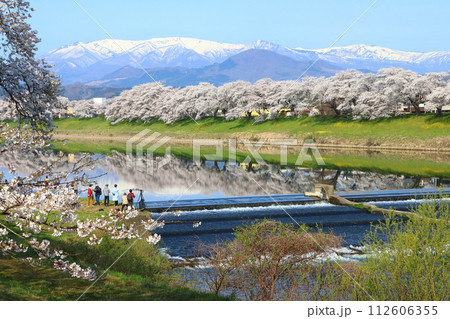春爛漫の白石川堤一目千本桜：韮神堰（宮城県柴田郡柴田町） 112606355