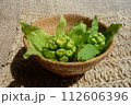 春の山菜ふきのとう 112606396