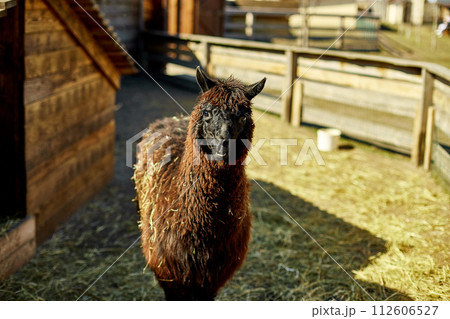 Curious Brown Alpaca Standing in a Rural Farmyard During the Afternoon 112606527