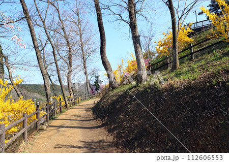 春の船岡城址公園にて（宮城県柴田郡柴田町） 112606553
