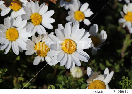 春の庭に咲く白いヒナギクの花 春の庭に咲く白いヒナギクの花 112606617