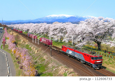 白石川堤一目千本桜を行く東北本線の貨物列車 白石川堤一目千本桜を行く東北本線の貨物列車 112606733