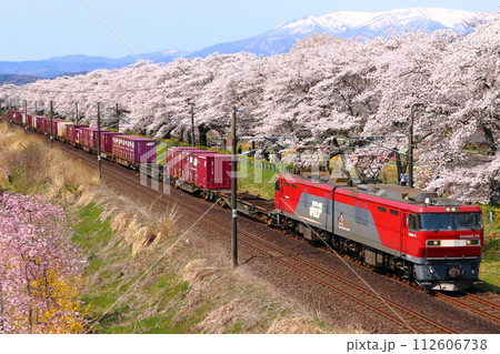 白石川堤一目千本桜を行く東北本線の貨物列車 112606738