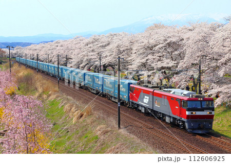 白石川堤一目千本桜を行く東北本線トヨタ・ロングパス・エクスプレス貨物列車 白石川堤一目千本桜を行く東北本線トヨタ・ロングパス・エクスプレス貨物列車 112606925