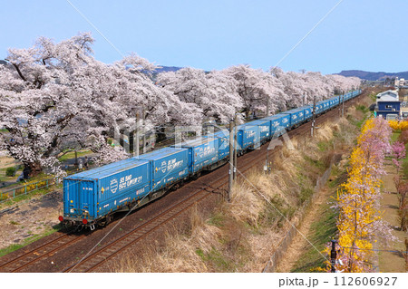 白石川堤一目千本桜を行く東北本線トヨタ・ロングパス・エクスプレス貨物列車 112606927