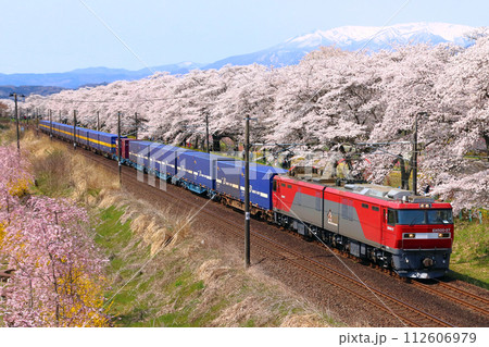 白石川堤一目千本桜を行く東北本線カンガルーライナーSS60貨物列車 112606979