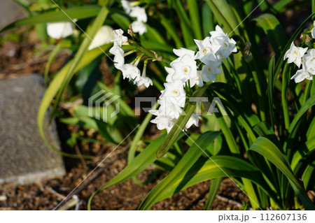 ナルキッスス・パピラセウス 112607136