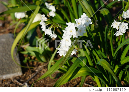 ナルキッスス・パピラセウス 112607139